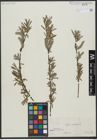 Foto von Salix viminalis L.